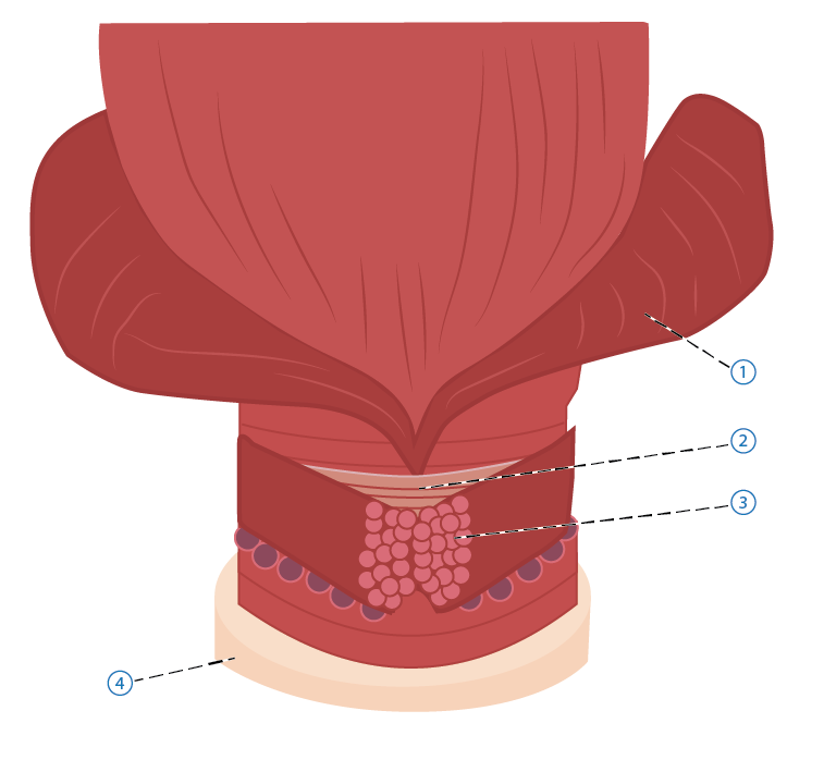 Mellangrdsmusklerna 2